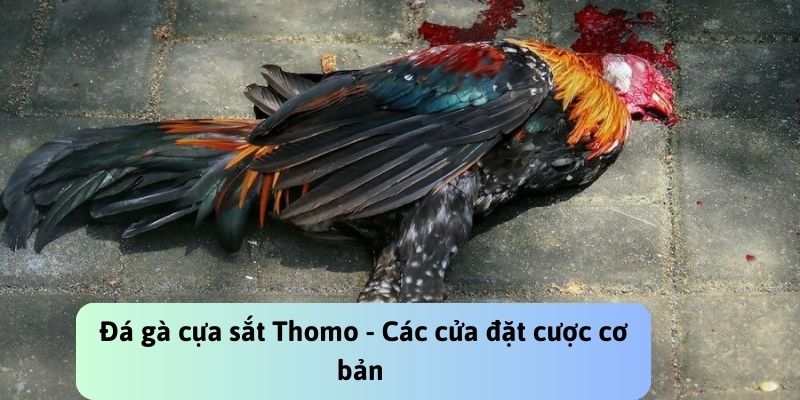 Kết quả đá gà cựa sắt Thomo được quy định rõ ràng cụ thể 