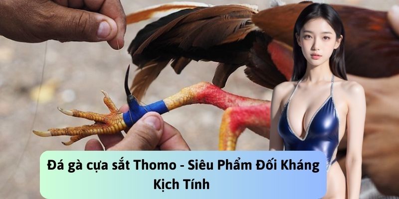 đá gà cựa sắt thomo